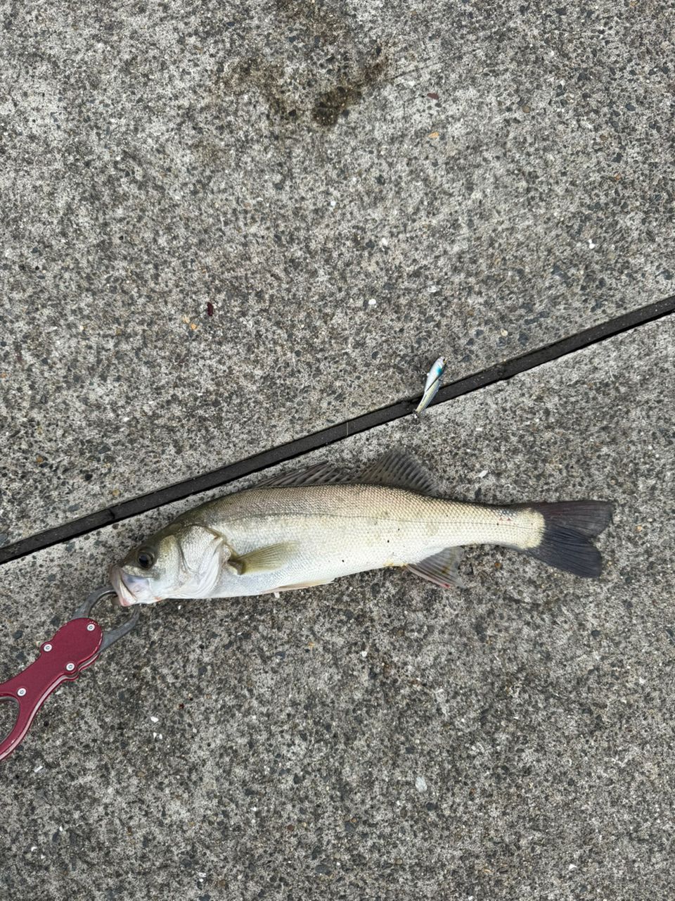 セイゴ（マルスズキ）