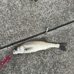 セイゴ（マルスズキ）