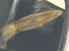ヒイカの釣果