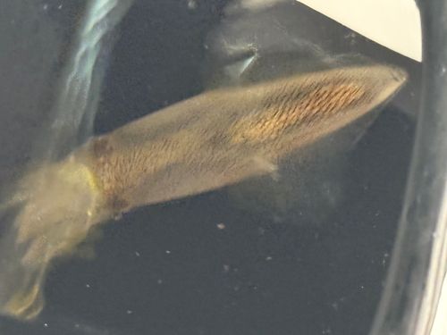 ヒイカの釣果