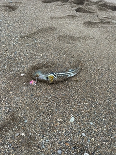 シマフグの釣果