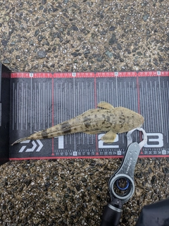 マゴチの釣果
