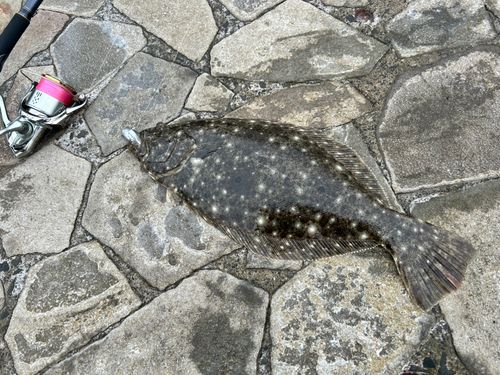 ヒラメの釣果