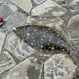 ヒラメ