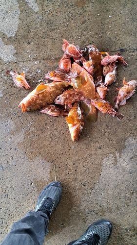 キジハタの釣果