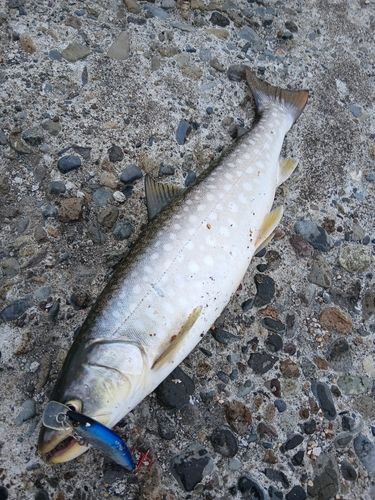 アメマスの釣果