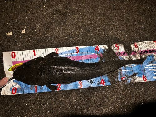 マゴチの釣果