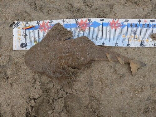 カスザメの釣果