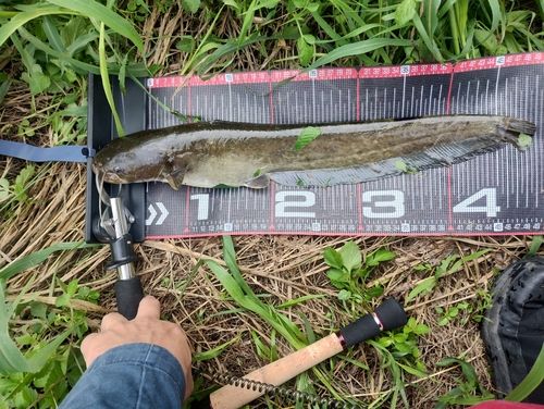 ニホンナマズの釣果