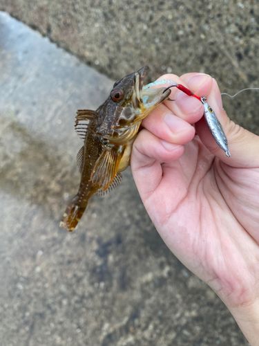 アナハゼの釣果