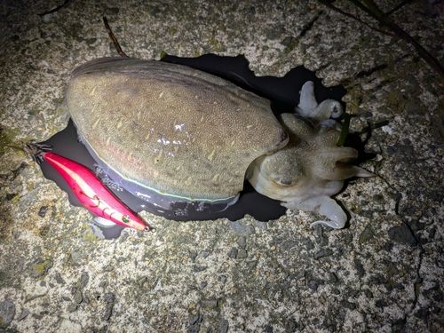 コウイカの釣果