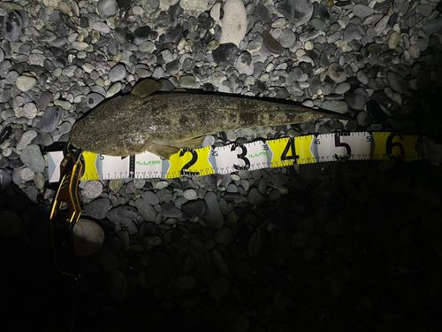 マゴチの釣果