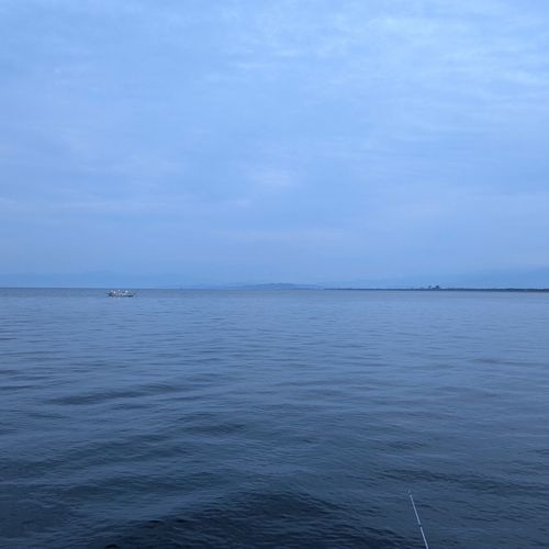 カマスの釣果