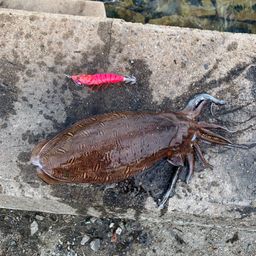 モンゴウイカ