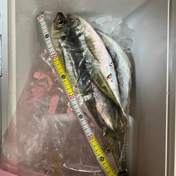 アジ
