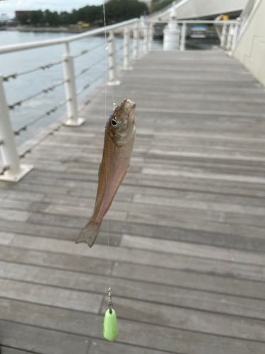 キスの釣果