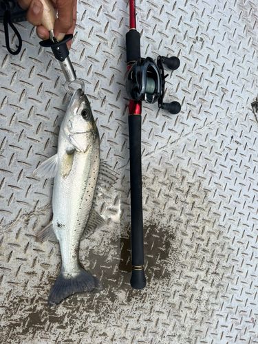 セイゴ（タイリクスズキ）の釣果