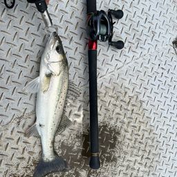 セイゴ（タイリクスズキ）