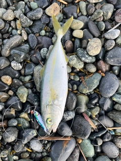ワカシの釣果