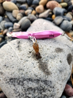 イカの釣果