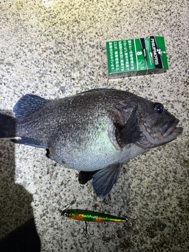マゾイの釣果