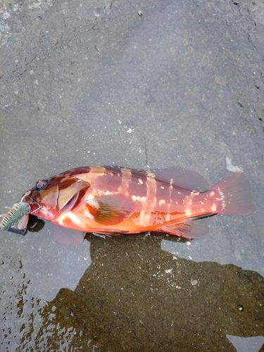 アカハタの釣果