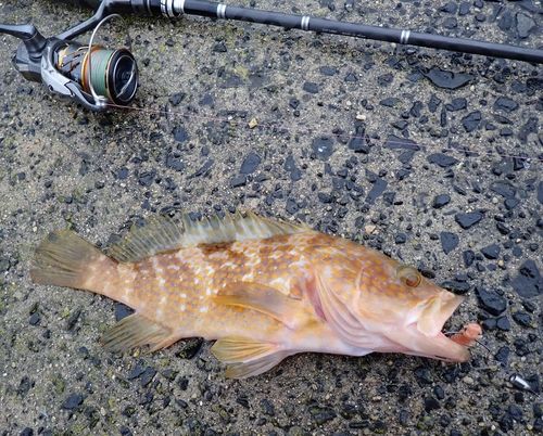 キジハタの釣果