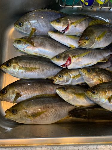 イサキの釣果