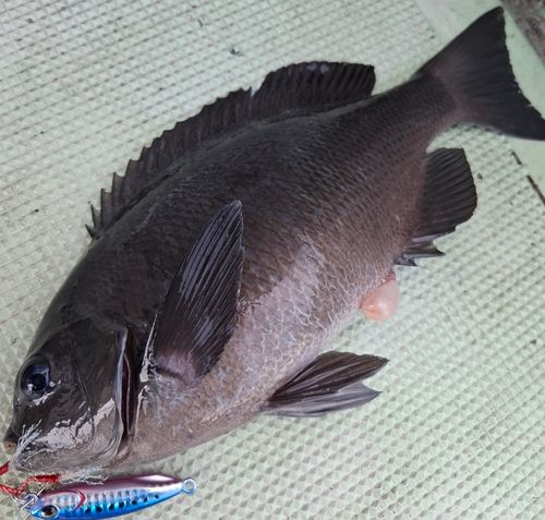 グレの釣果