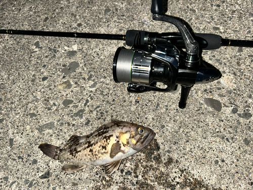 クロソイの釣果