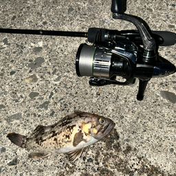 クロソイ