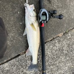 セイゴ（タイリクスズキ）