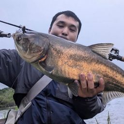 ハクレン