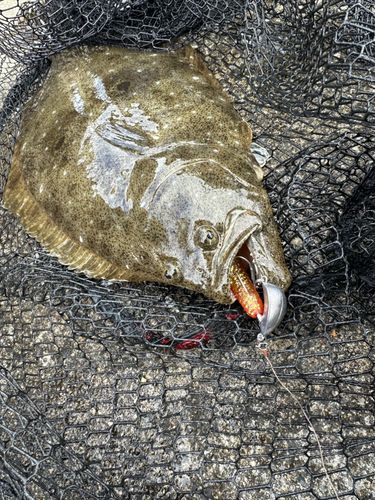 ヒラメの釣果