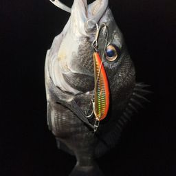 クロダイ