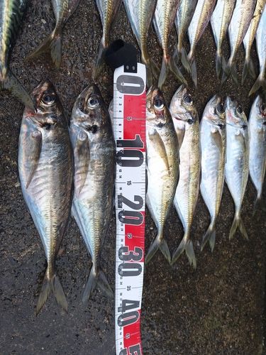 アジの釣果