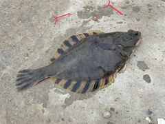 トウガレイの釣果