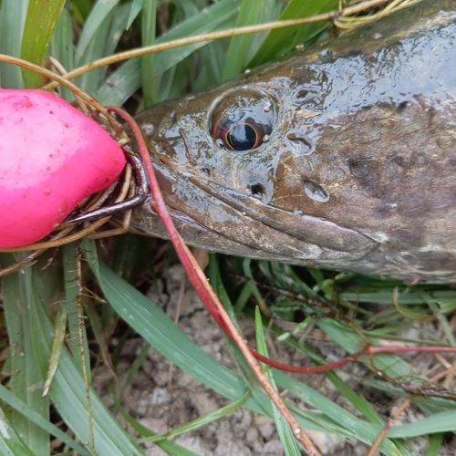 ライギョの釣果