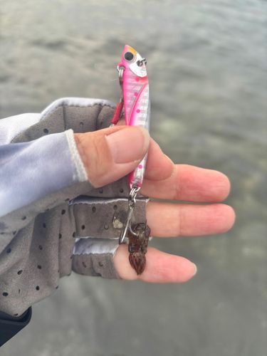 イカの釣果