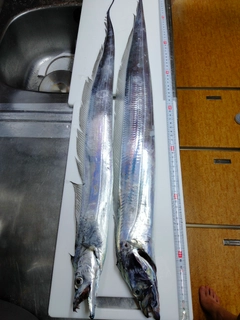 タチウオの釣果