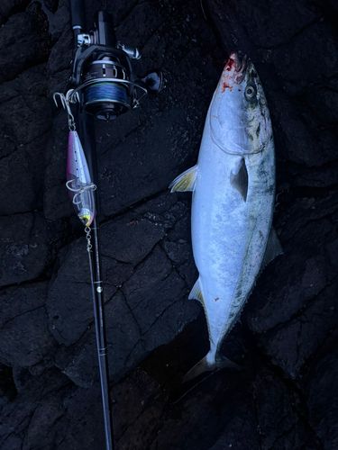 ブリの釣果