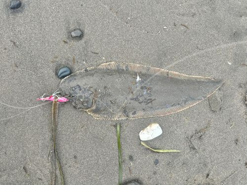 シタビラメの釣果