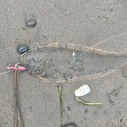 シタビラメ