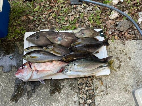 タイの釣果