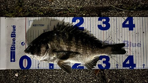チヌの釣果