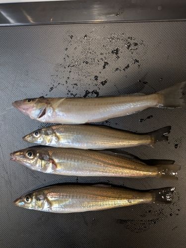 シロギスの釣果