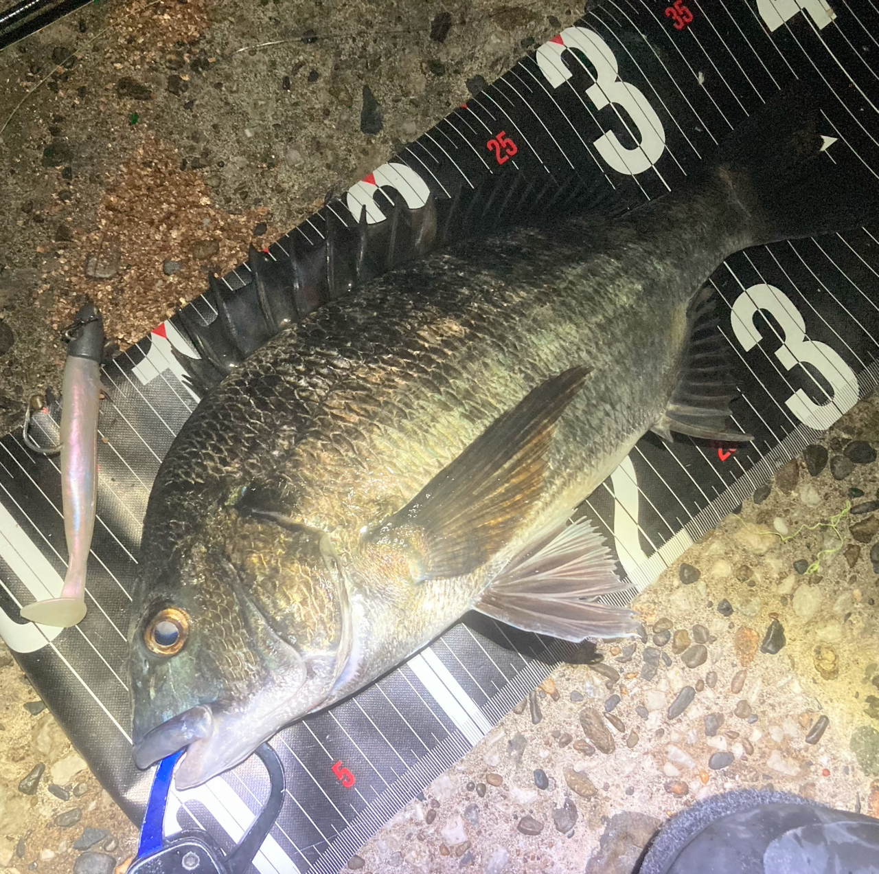 DAIWA 19ジグキャスター ライト 100MLの最安値・インプレ・釣果