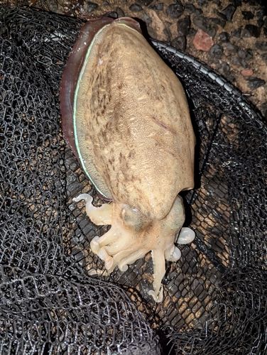 コウイカの釣果