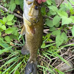 スモールマウスバス