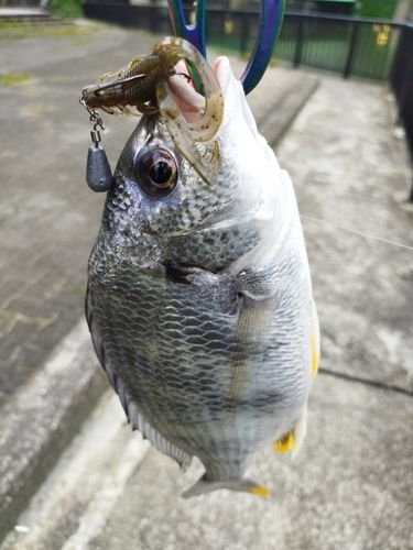 キビレの釣果
